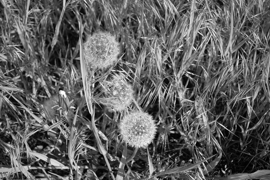 Black and Whote Photo of Dandelion Heads in Grass.